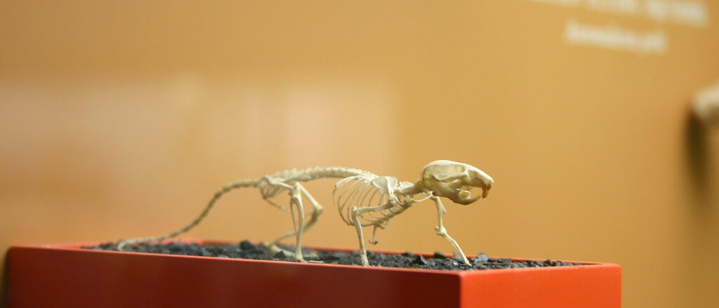 House Mouse