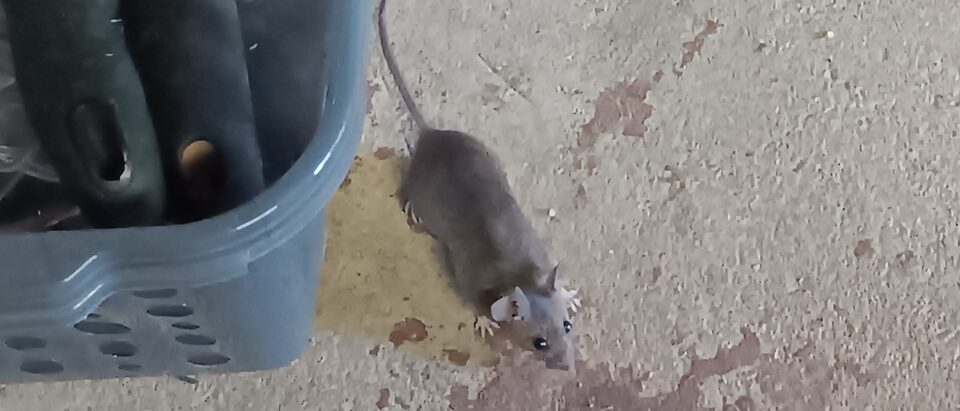 Rat and Mouse Trapping Tips: Proven Techniques