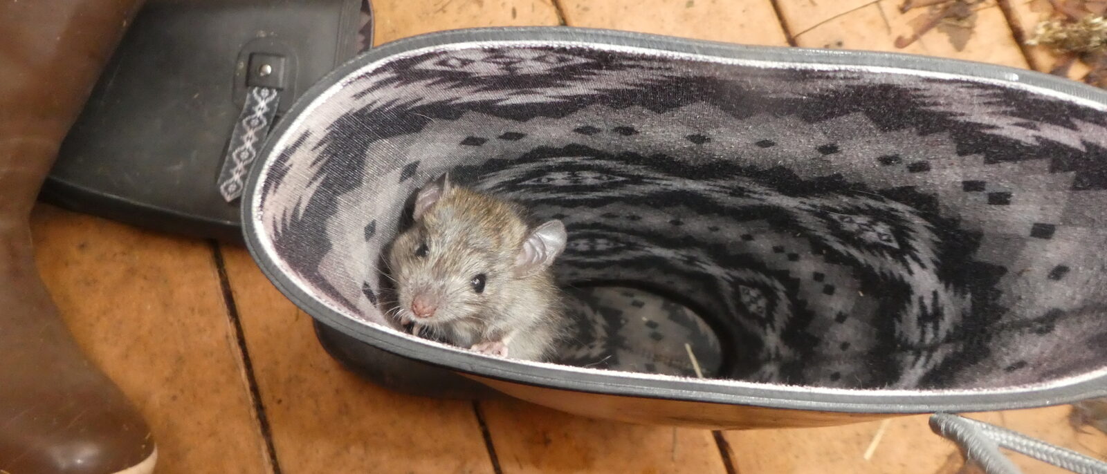 Norway rat hiding inside a rubber boot