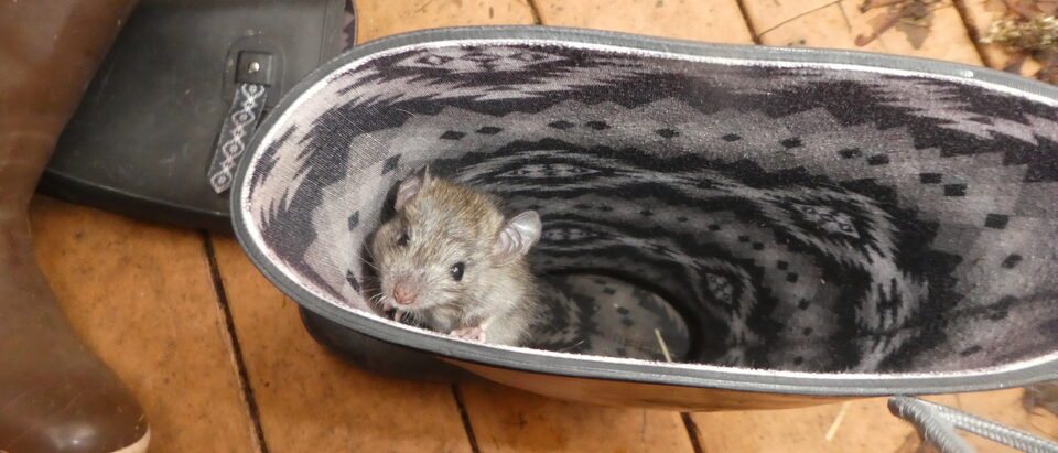 Rat Removal Cost Guide: What to Expect