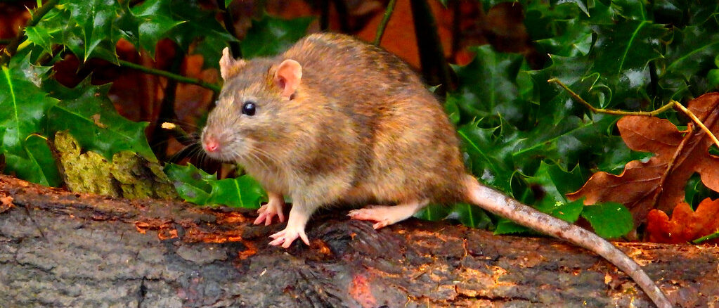 Brown Rat