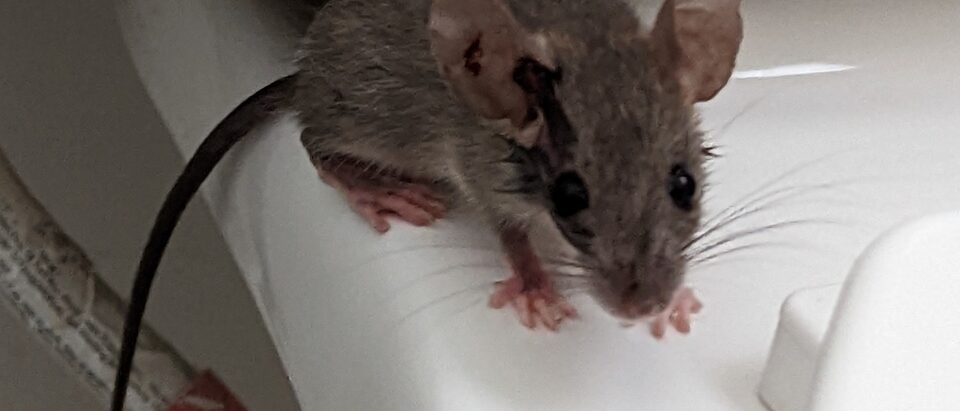 Rat vs Mouse Sounds: What You Are Hearing in Your Walls