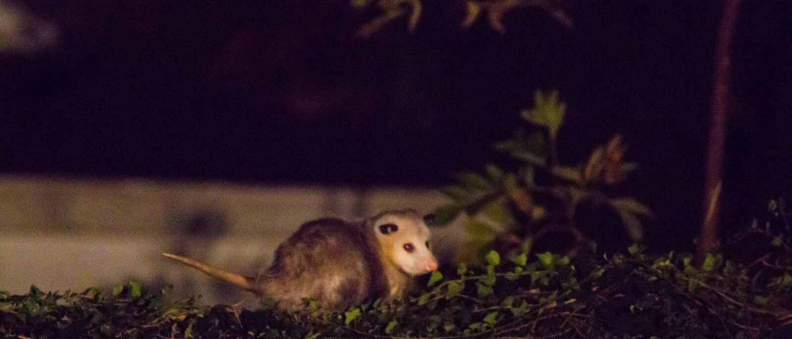 Virginia opossum