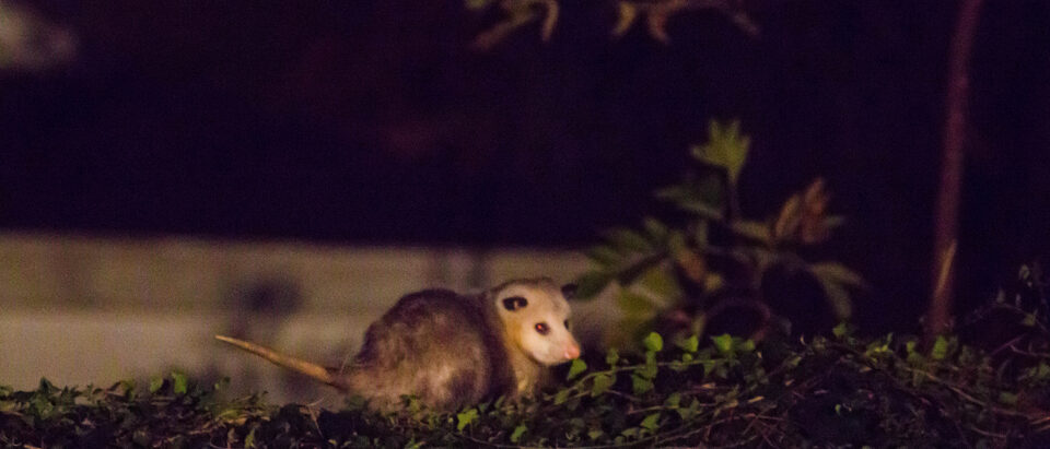 Remove a Possum From Your Air Conditioning Unit Safely