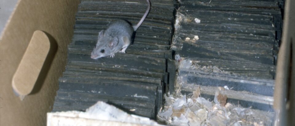 Rodenticide Safety Guide: How to Use Rat Poison Safely
