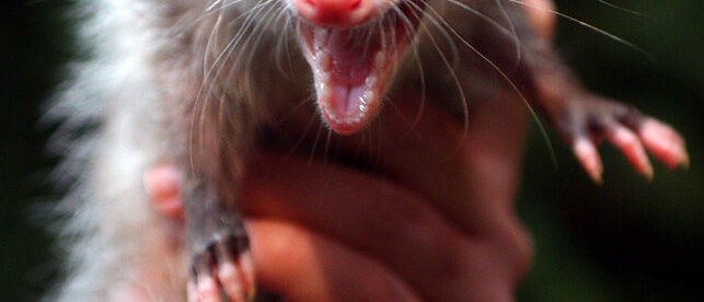 baby opossum