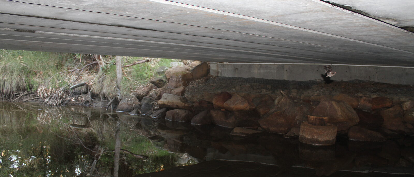 Insectivorous bat flying to roost in Termeil, New South Wales