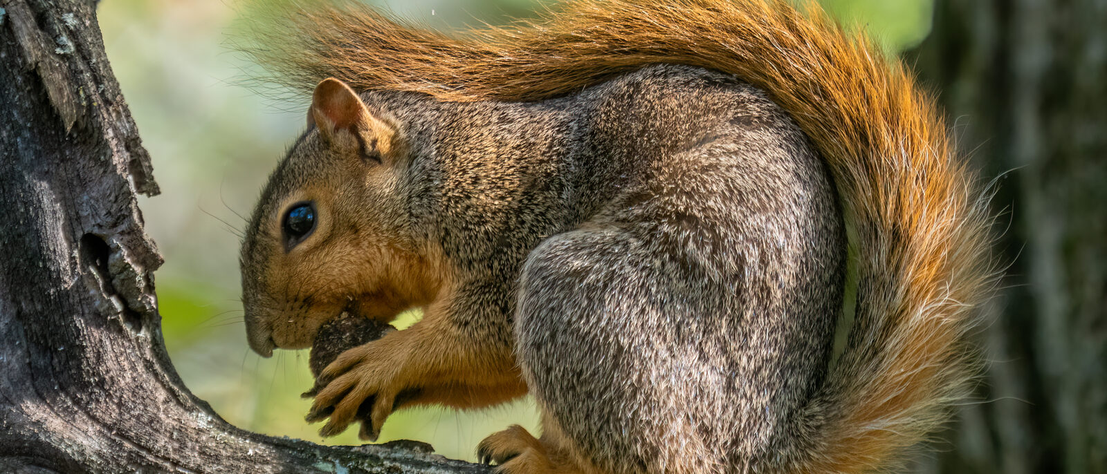 Fox squirrel in Eagle Creek Park