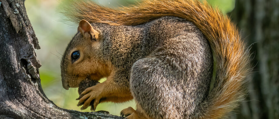 10 Signs of Squirrels in Your House: Complete Guide