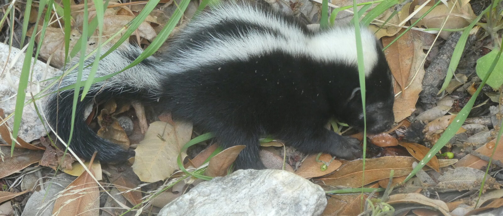 Striped skunk among rocks