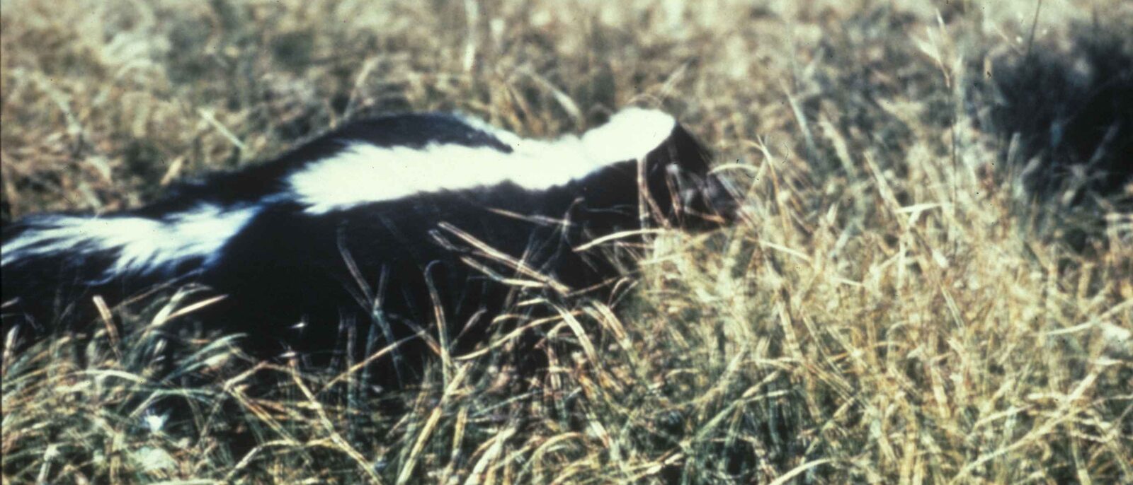 Image title: Striped skunk mephitis mephitis omnivorous mammal
Image from Public