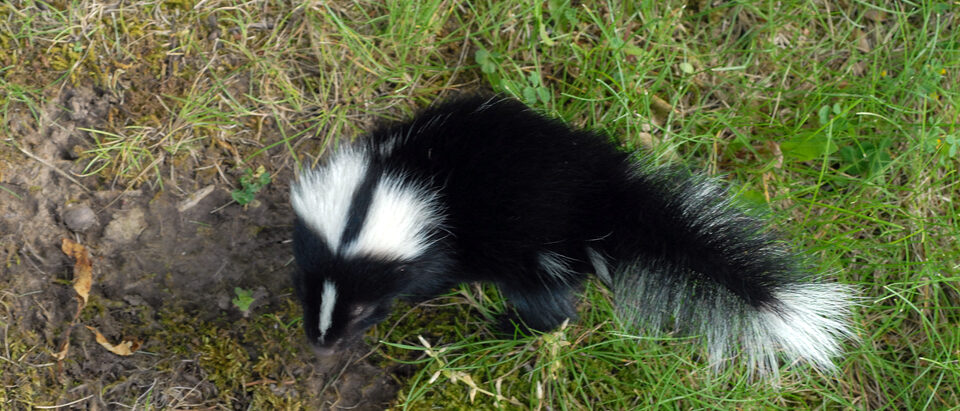 Skunk in the Garden: Protection and Removal Guide