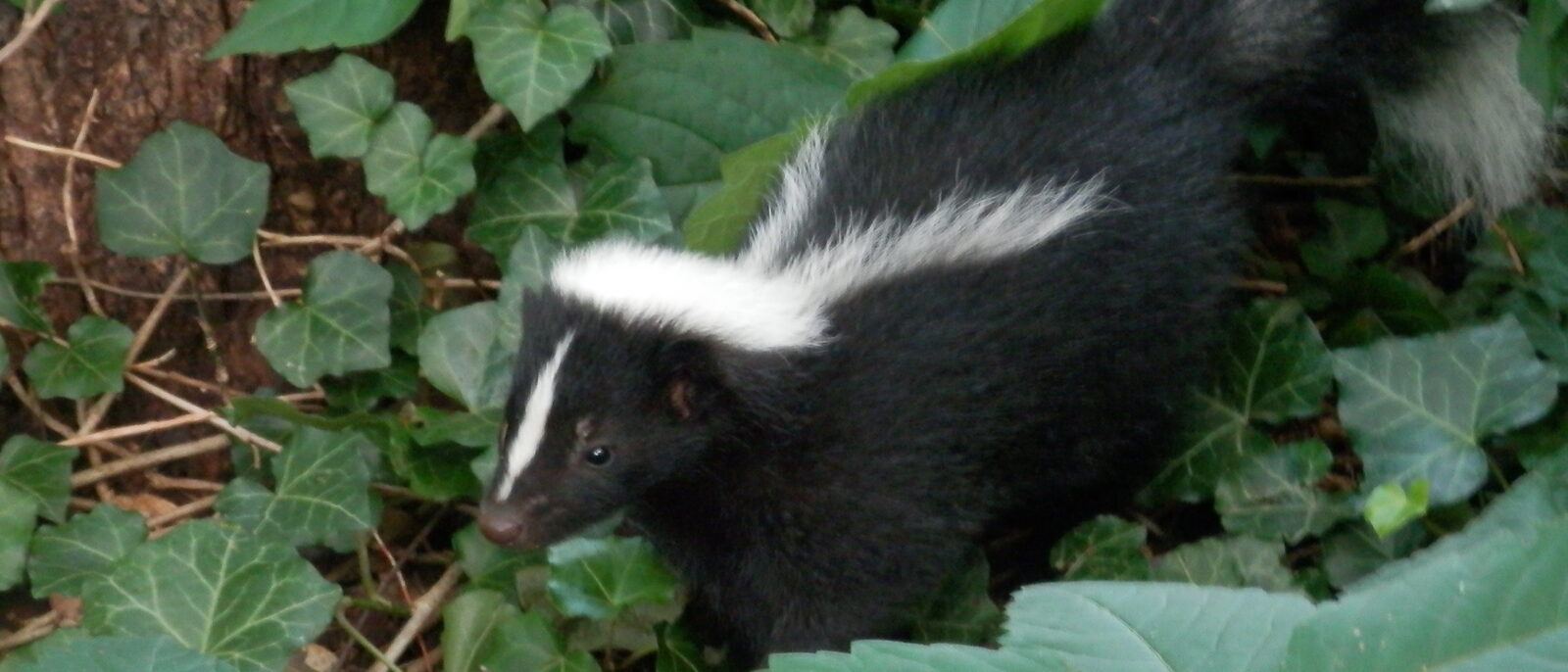 Juvenile Striped Skunk (Mephitis mephitis) in Guelph, Ontario, Canada.