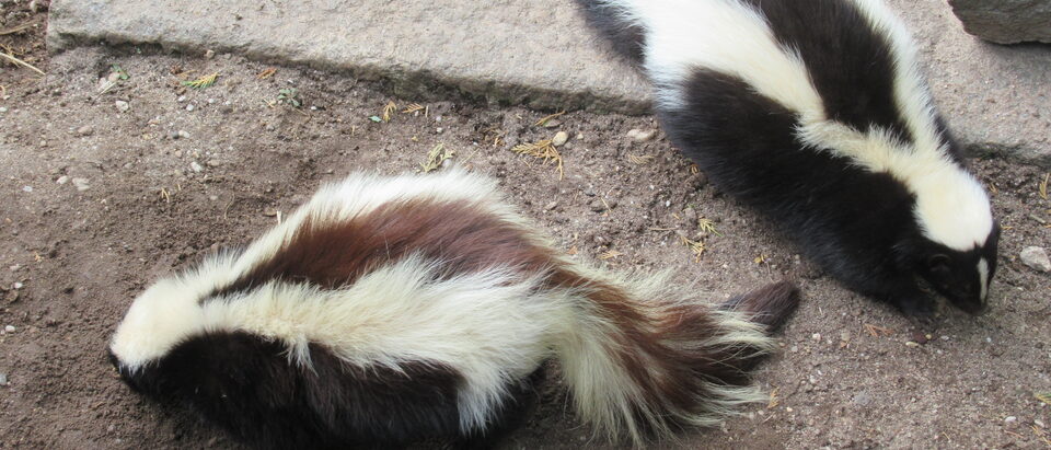 Skunk Removal Cost Guide: What to Expect