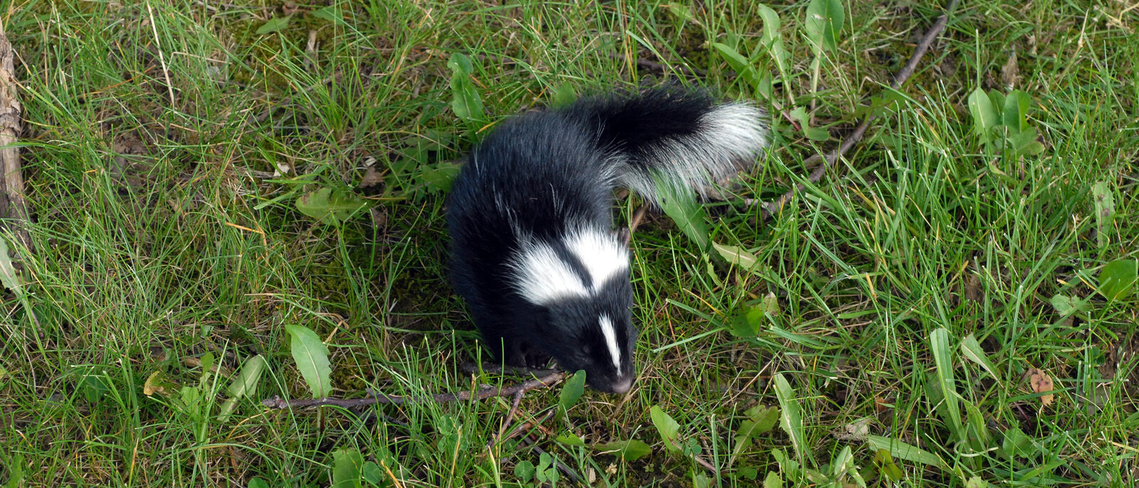 Baby skunk.