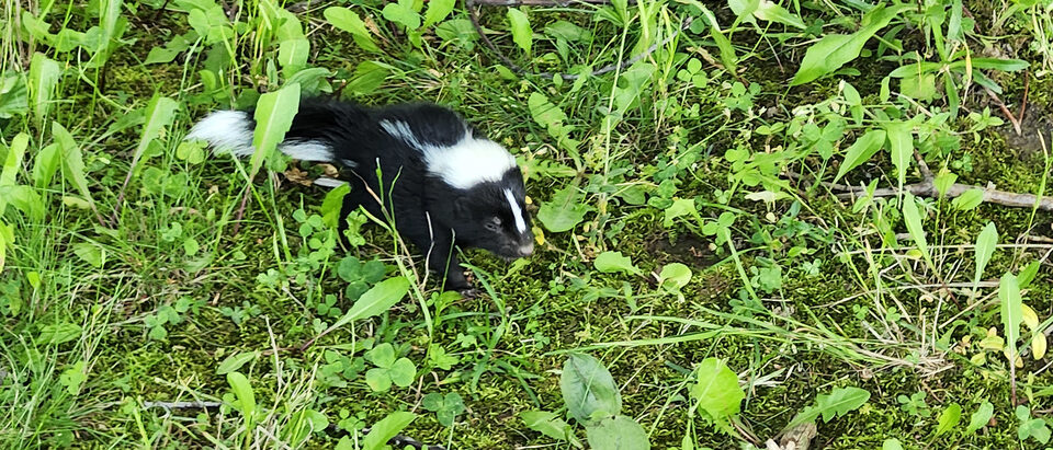 Skunk Repellent Plants: Natural Deterrents
