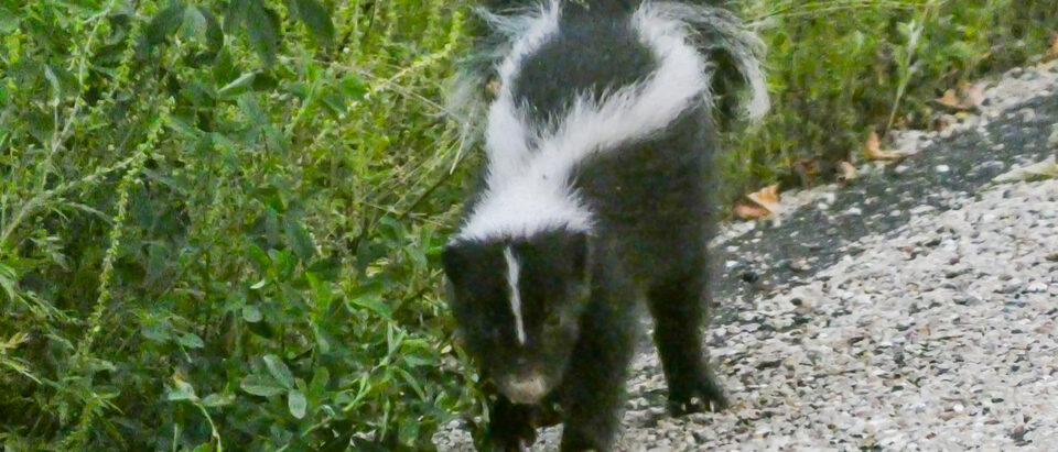 Skunk Smell Removal: Complete Guide