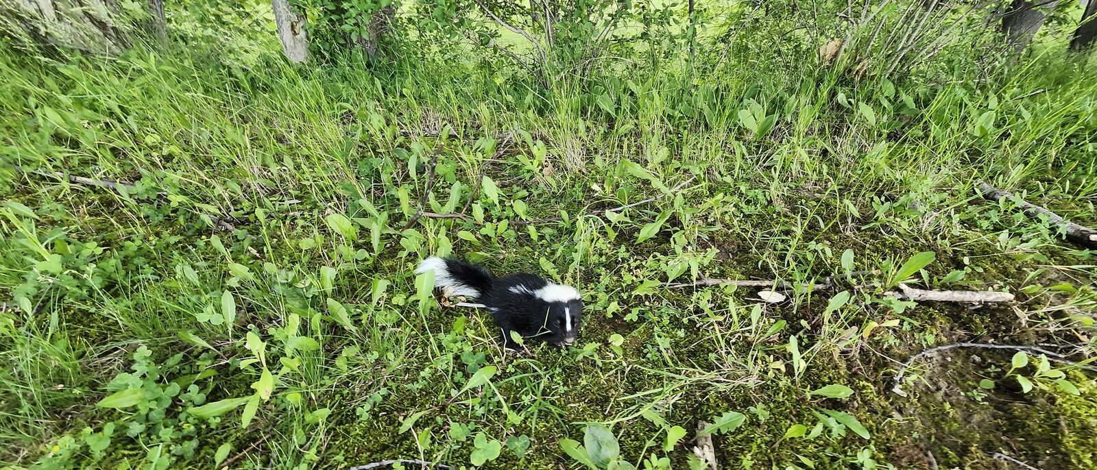 Baby skunk.