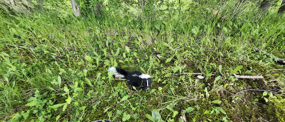 Skunk Spray: What It Is and How It Works