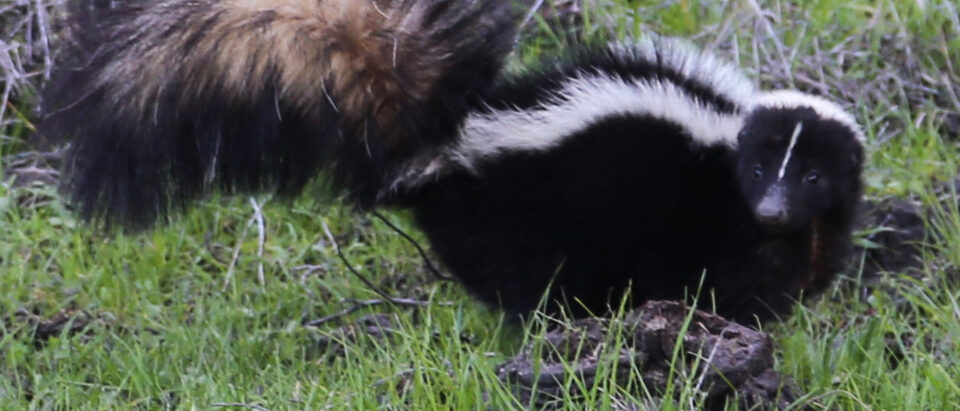 Skunk Trapping Tips and Techniques