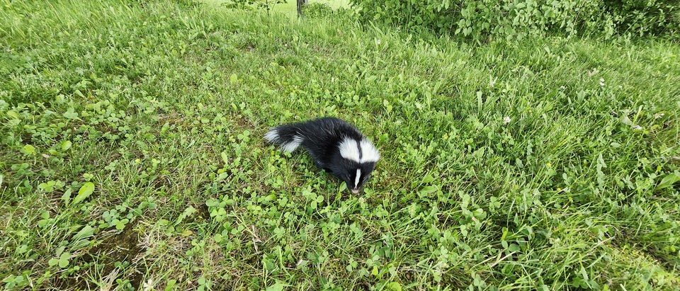 Skunk Under Deck: Signs, Removal, and Prevention Guide