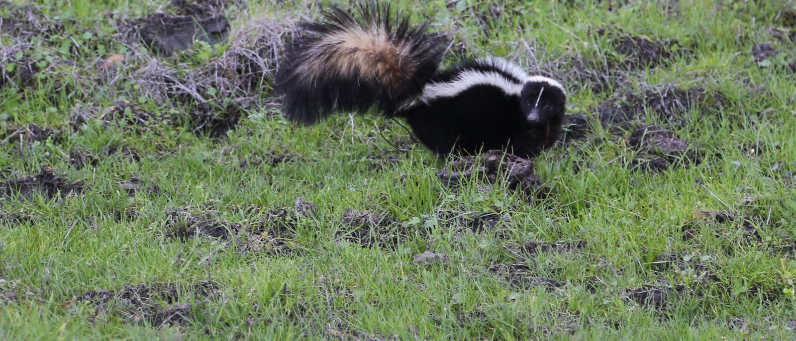 Striped skunk (Mephitis mephitis) with face turned to camera. On grassy hillside