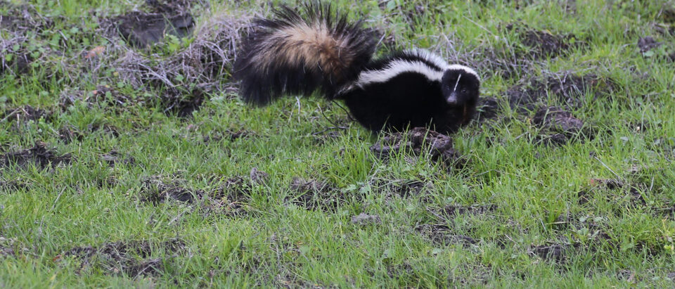 Skunk vs Cat: How to Tell the Difference