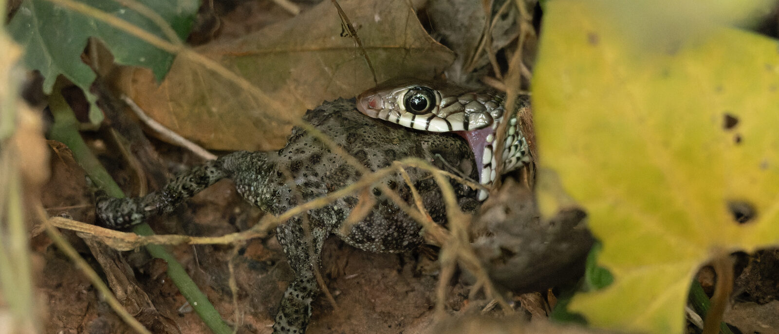 Ptyas mucosa (Oriental rat snake) eating in Chintamoni Kar Bird Sanctuary, West