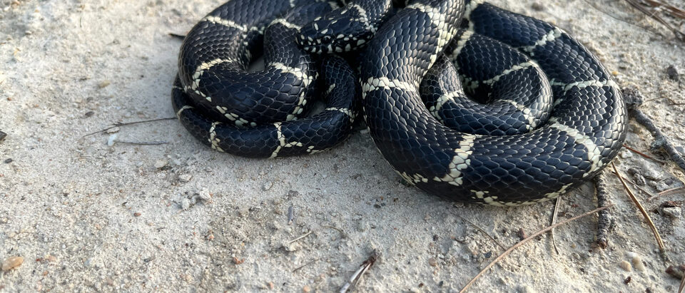 Snake Hole Identification: Active Burrow Signs
