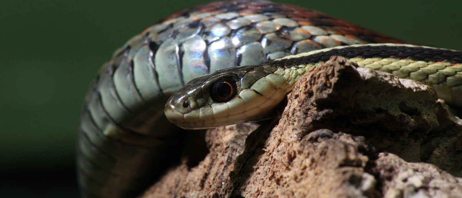 Common Garter Snake, Thamnophis sirtalis, Family: Colubridae, Location: Germany, Ulm, Zoological Garden
