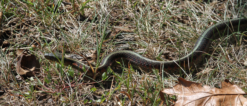 Eastern Garter Snake