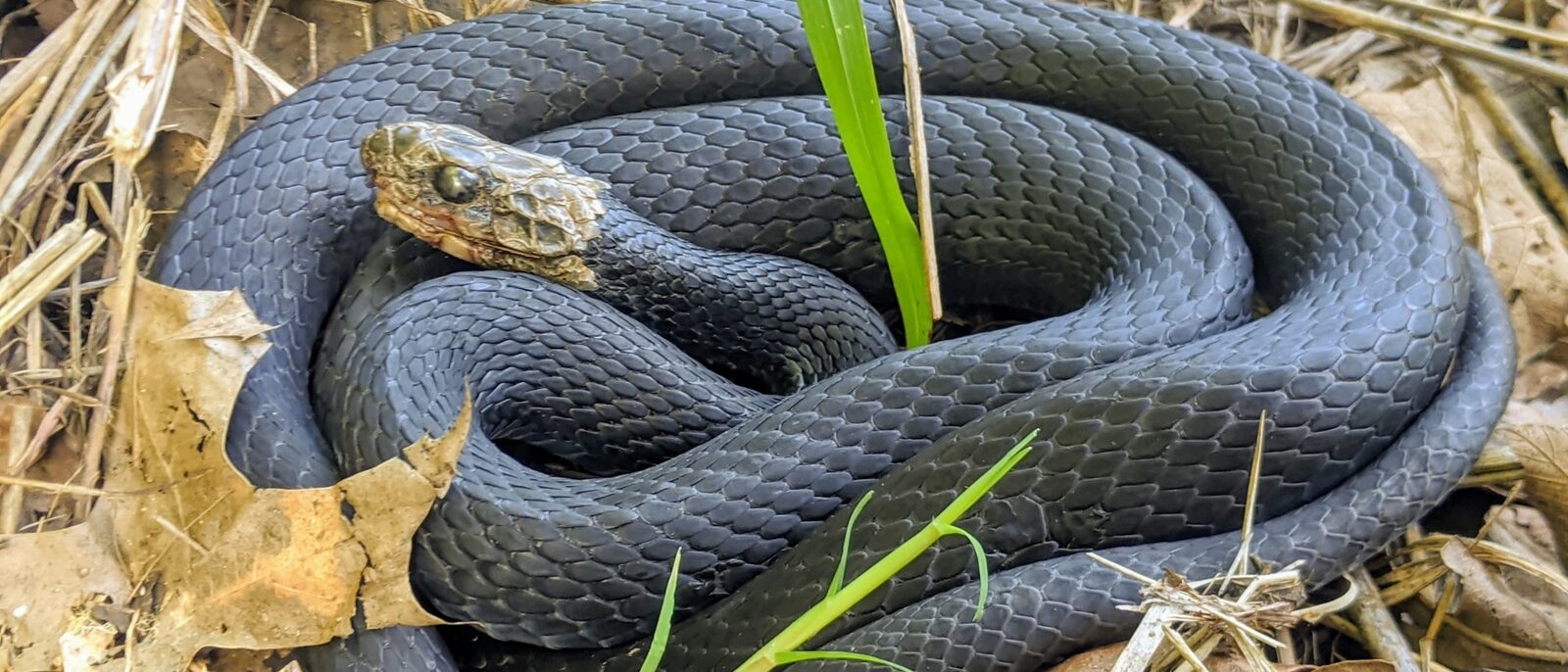 Black racer coiled in dry grass