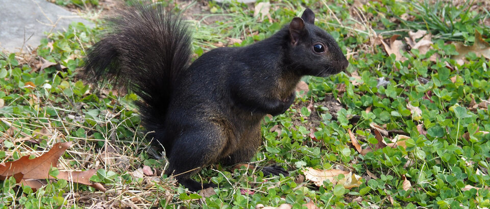 Squirrel Making Noise in Your Wall: Removal Guide