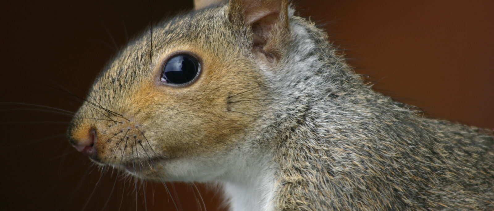 An Eastern Gray Squirrel, Sciurus carolinensis, perching on my rooftop.
