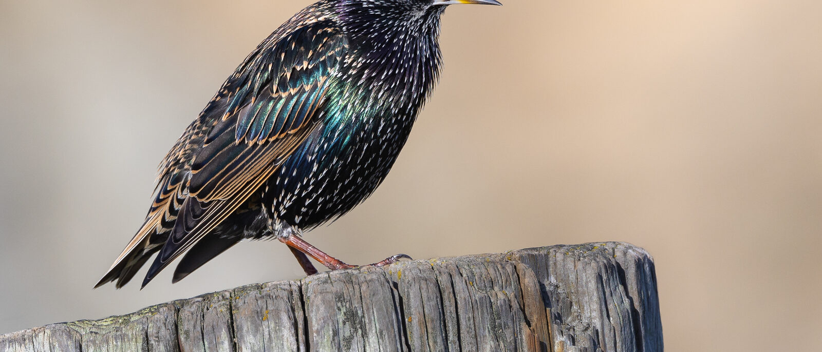 European starling (Sturnus vulgaris) perched on a wooden pole near the Bodega Head parking lot, Sonoma County, California, on December 2, 2022.