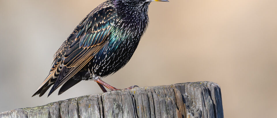 Starling Removal Cost: What to Expect