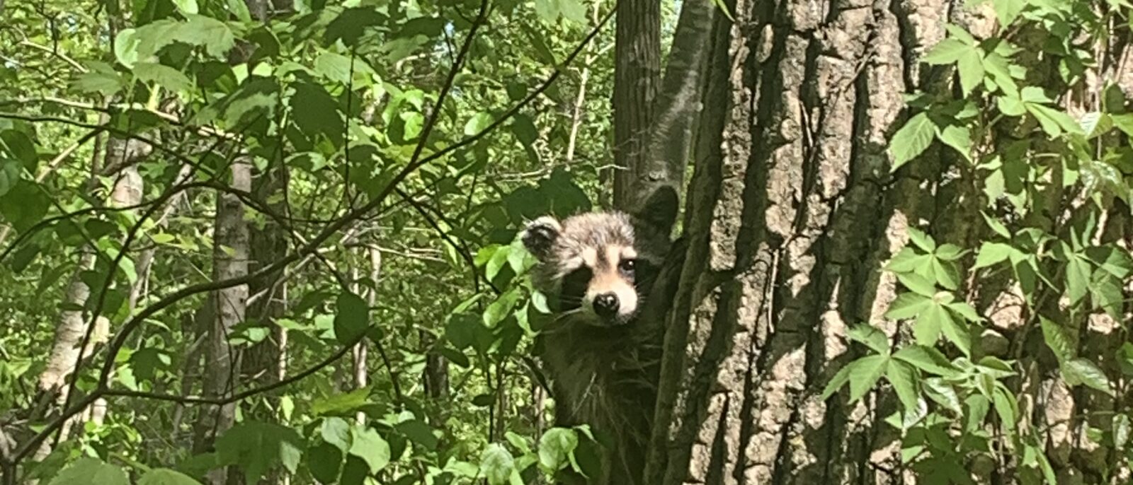 Common Raccoon in a Tree