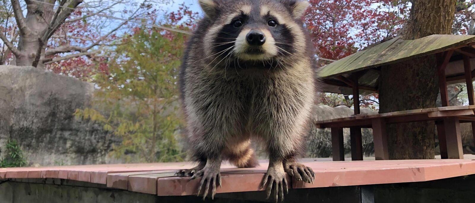 Common Raccoon in Shoushan Zoo