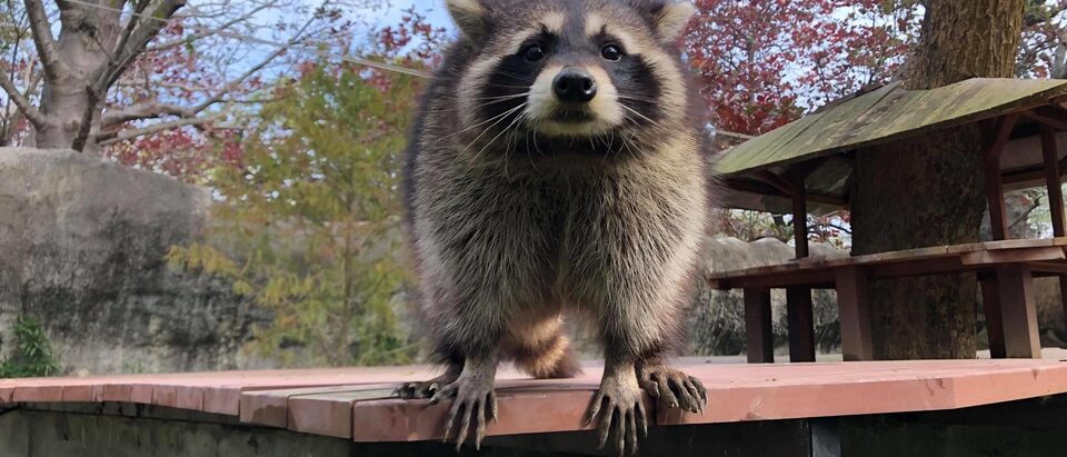 Common Raccoon in Shoushan Zoo