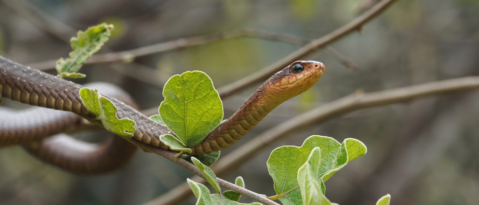A captive female boomslang (Dispholidus typus) perched in a tree at Nairobi Snak