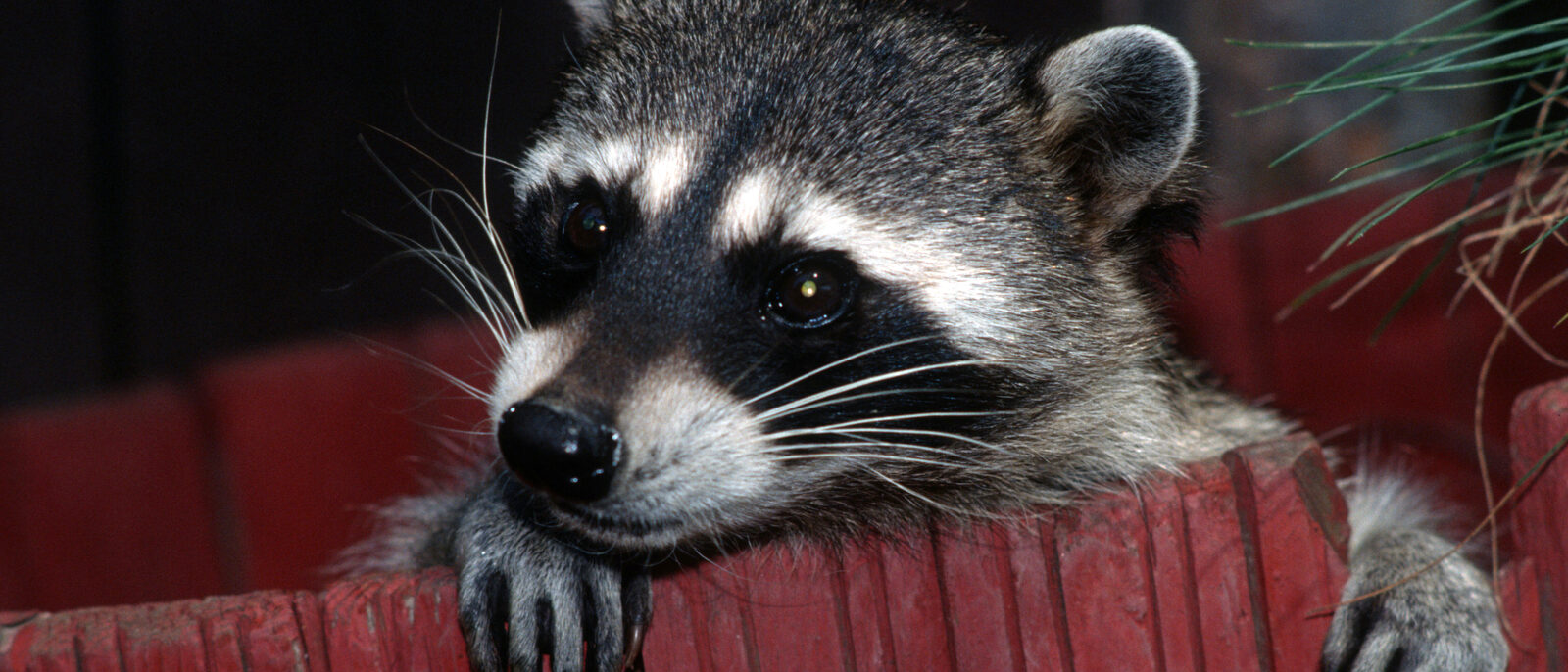 The northern raccoon (Procyon lotor) is known for its black mask across the eyes
