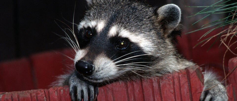 The northern raccoon (Procyon lotor) is known for its black mask across the eyes