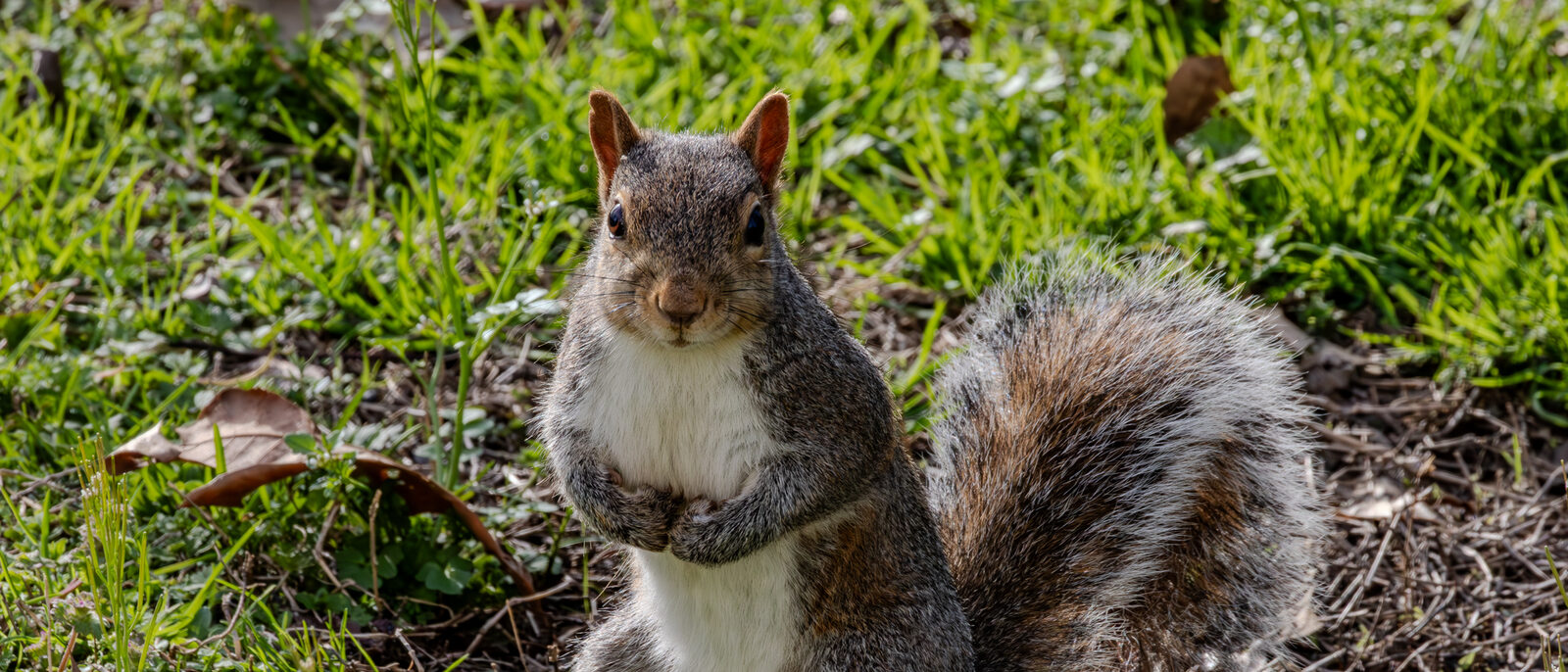 Gray squirrel standing on a lawn