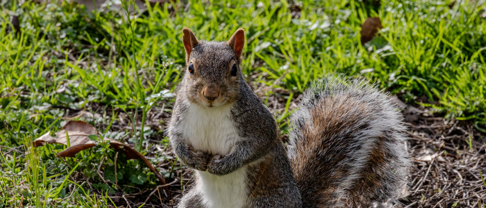 The Ultimate Guide to Rescuing Pool Squirrels
