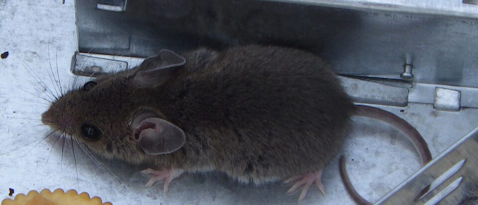 House mouse (Mus musculus) in Ottawa, Ontario, Canada, in the live-catch trap th