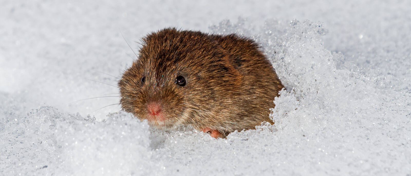 Eastern meadow vole (Microtus pennsylvanicus) emerging from a burrow or runway in the snow in Kennebunk, Maine, USA.