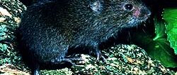 Vole Infestation in the House: What to Do