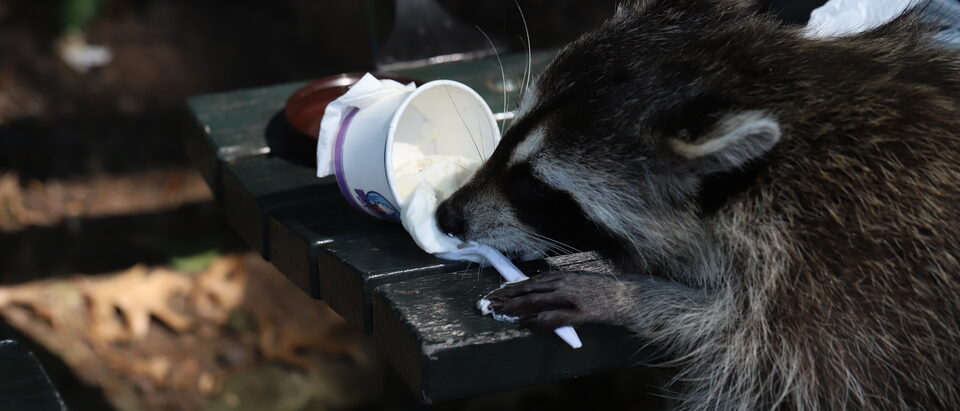 Raccoon raiding a table for food scraps