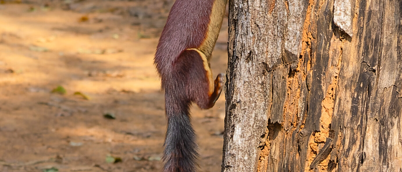 Indian giant squirre (Ratufa indica, Sciuridae, Rodentia) in Kuldiha Wildlife Sa