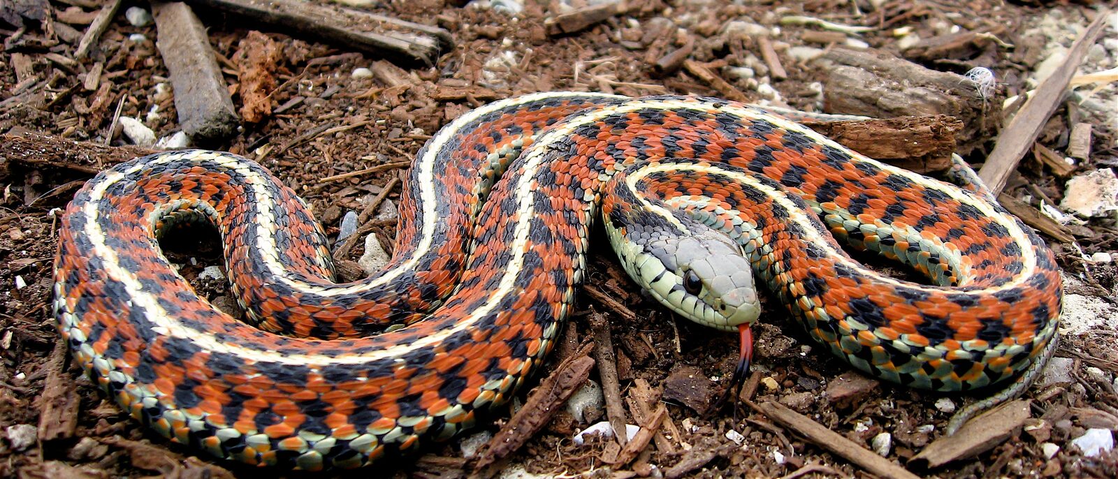 Coast Garter Snake